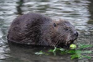 Biber im Wasser